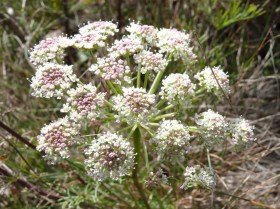 Homoki gurgolya - Seseli annuum, Seseli annuum, etnobotanika